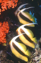 Butterfly fish (Heniochus intermedius) on the trot.
Niko... by Alberto Romeo 